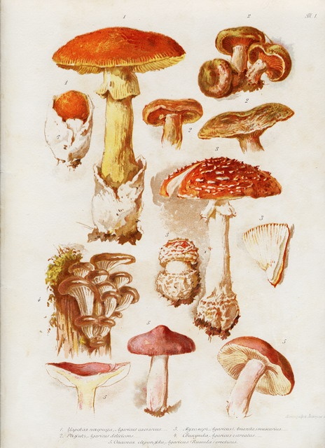 Єлизавета Меркуріївна Бем - Ілюстрований каталог листівок (376 фото)
