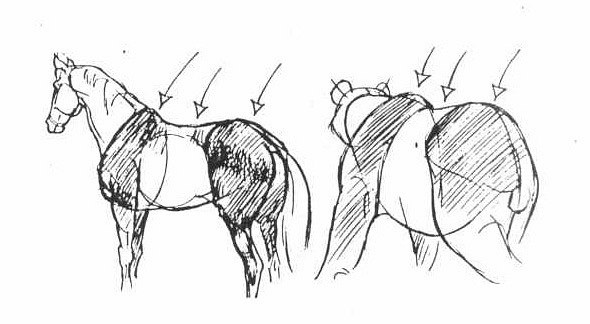 Ken Hultgren. Tips for drawing animals (44 works)