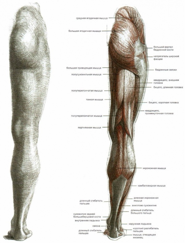 G. Bammes (Anatomical diagrams) (468 works)