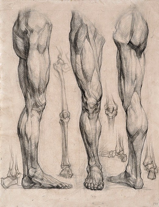 Selection of ecorche (arms and legs) (10 works)