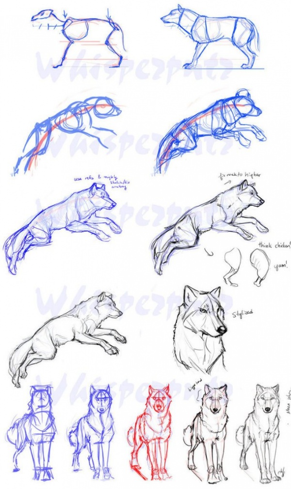 Learn to draw animals. Wolves (7 works)