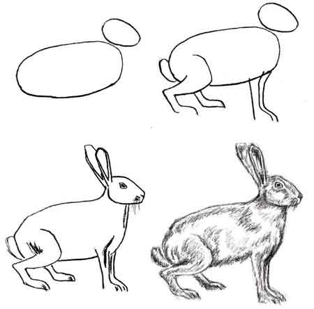 Learn to draw animals. Rodents (742 works)