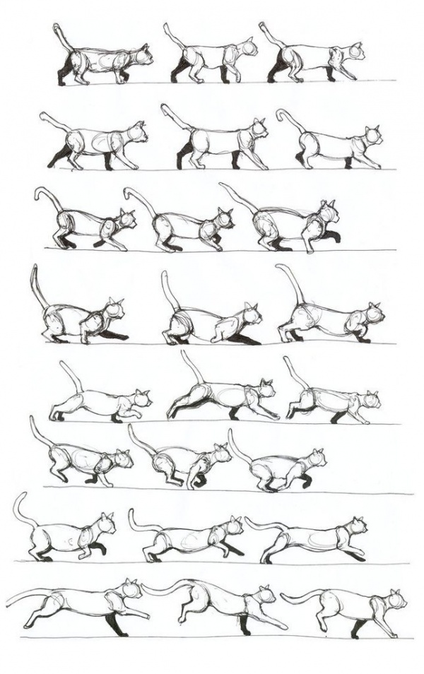 Learn to draw animals. Domestic cats (6 works)