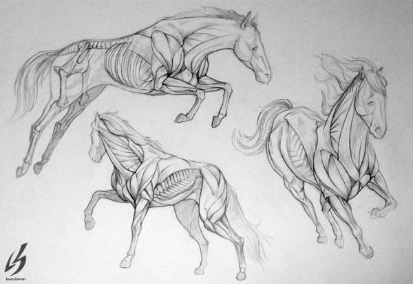 Learn to draw animals. Horses (345 works)