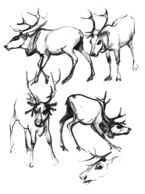 Learn to draw animals. Deer, moose (74 works)