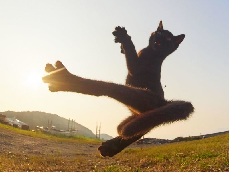 Японский фотограф посвятил свою жизнь съемкам кошек-«ниндзя» (40 фото)