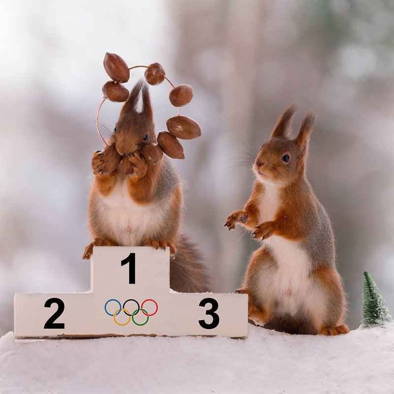 Зимние Олимпийские игры для белок (15 фото + 1 видео)
