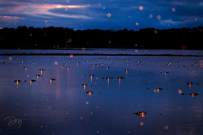 Парень просто сфотографировал ночное болото (5 фото)