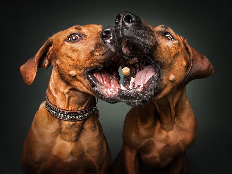 Забавные эмоции собак, которые ловят лакомства (19 фото)