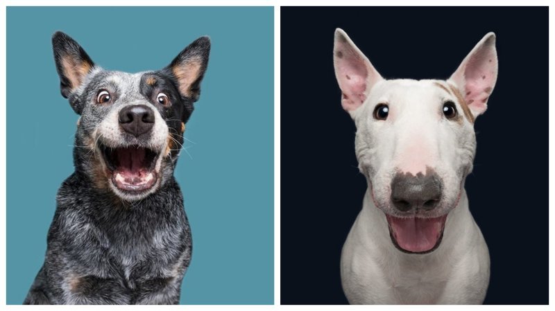 Собачий характер: замечательные портреты собак от Эльке Фогельзанг (22 фото)