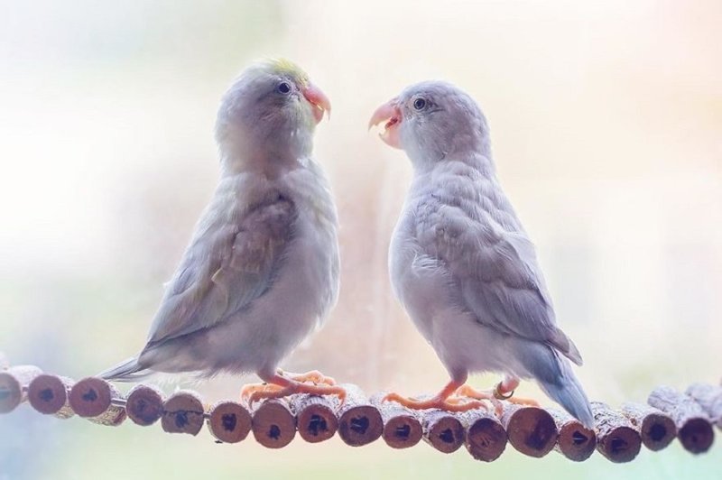 Фото влюбленных пастельных попугаев, которые растопят ваше сердечко (24 фото)