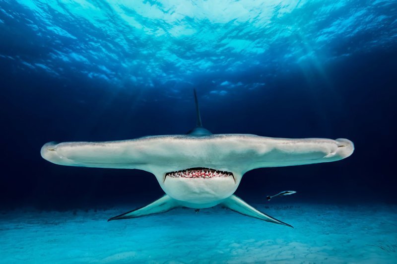Невероятные снимки победителей конкурса подводной фотографии (27 фото)