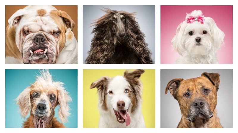Фотопроект: 6 собак и 6 наборов предметов, описывающих их жизнь (7 фото)