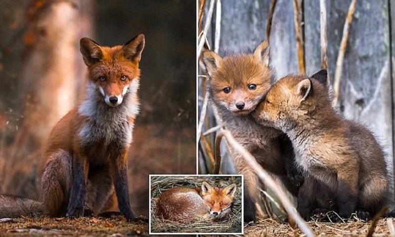 Финский фотограф рассказал, как ему удалось завоевать доверие лисиц (16 фото)