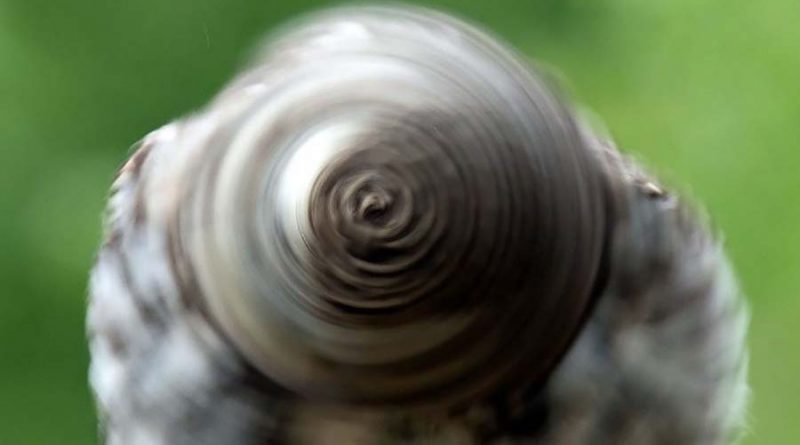 Фотографу удалось запечатлеть вращающуюся голову совы, которая отдалённо напоминает колесо (2 фото)