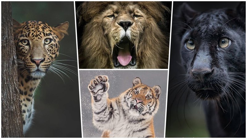 Шикарные портреты больших кошек, которые никого не оставят равнодушным (34 фото)