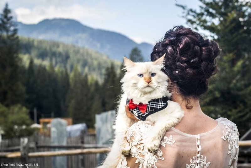 Фотограф снимает невест с их кошками и результат не может быть более очаровательным (20 фото)
