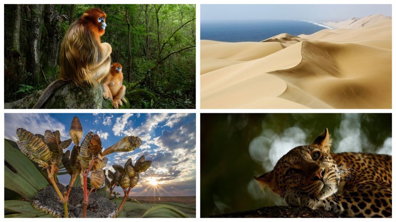 Победители конкурса Wildlife Photographer of the Year 2018 (20 фото)