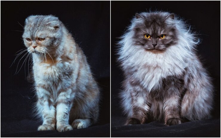 Бездомные уральские коты стали фотомоделями, чтобы найти новых хозяев (16 фото)