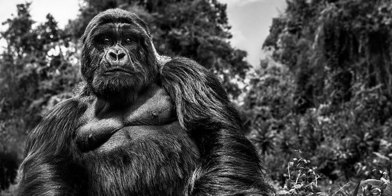 Этот потрясающий снимок альфа-самца горной гориллы — результат 10-летней работы фотографа (4 фото)