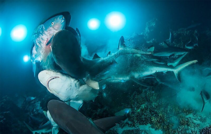 Подводный мир: победители конкурса Underwater Photographer of the Year 2019 (27 фото)