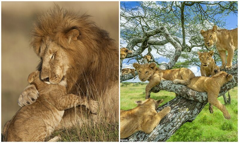 Цари зверей: 10 фотографий львов, признанные лучшими (12 фото)