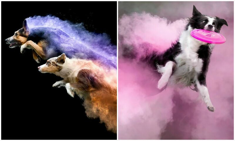 Вылитые супергерои: собаки в порошковых красках (15 фото)