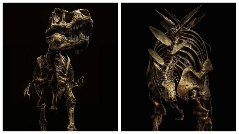 Мечта палеонтолога: замечательные фотографии скелетов динозавров (9 фото)