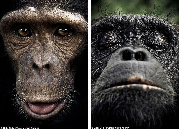 Эмоции обезьян в фотографиях (6 фото)