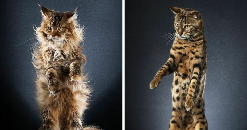20 современных Котов в сапогах (21 фото)