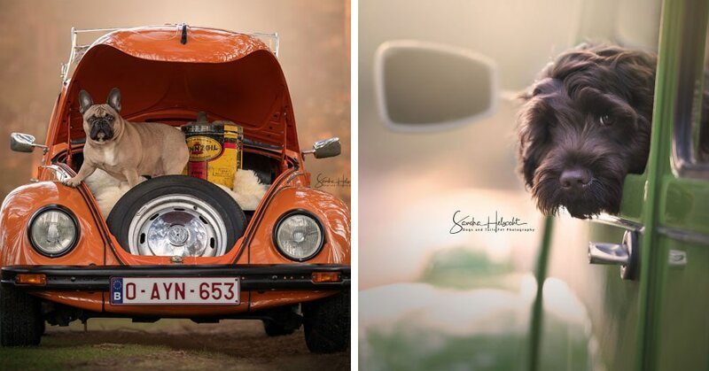 Фотограф из Бельгии снимает собак и винтажные автомобили. Получается очень органично! (29 фото)