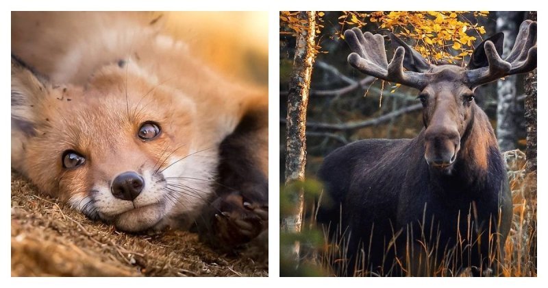 Фотограф показывает, насколько свободно чувствуют себя животные в диких лесах Финляндии (37 фото)