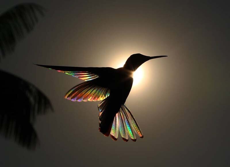 Фотографу удалось запечатлеть, как природное явление сделало похожим крылья колибри на крошечные радуги (7 фото)