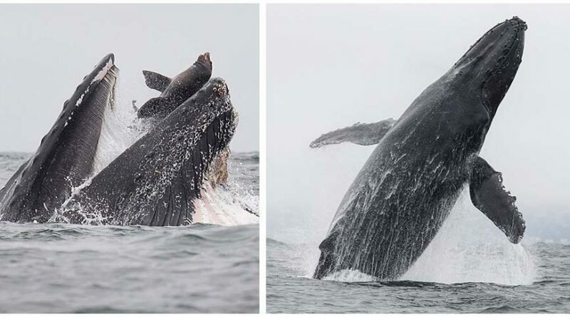 Уникальный момент, когда кит едва не проглатывает морского льва (6 фото)