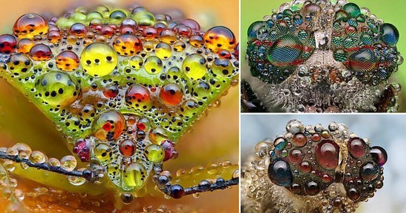 Жизнь насекомых: удивительные макрофотографии Александра Метта (9 фото)