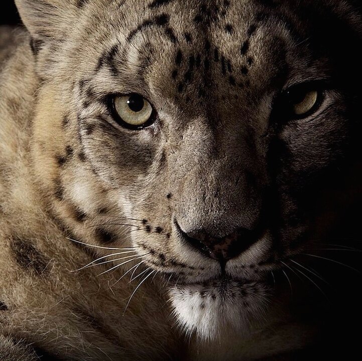 Красота больших кошек в снимках фотографа National Geographic (7 фото)