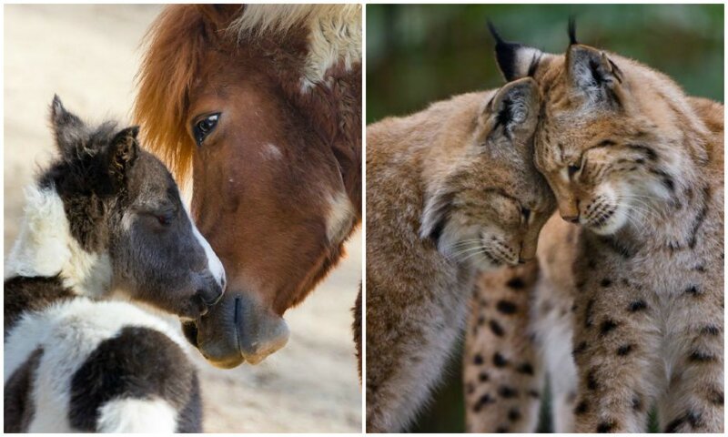 30 трогательных фотографий о том, как умеют любить животные (31 фото)