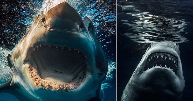 Фотоохота на акул: потрясающие снимки самого опасного хищника океана (15 фото + 1 видео)