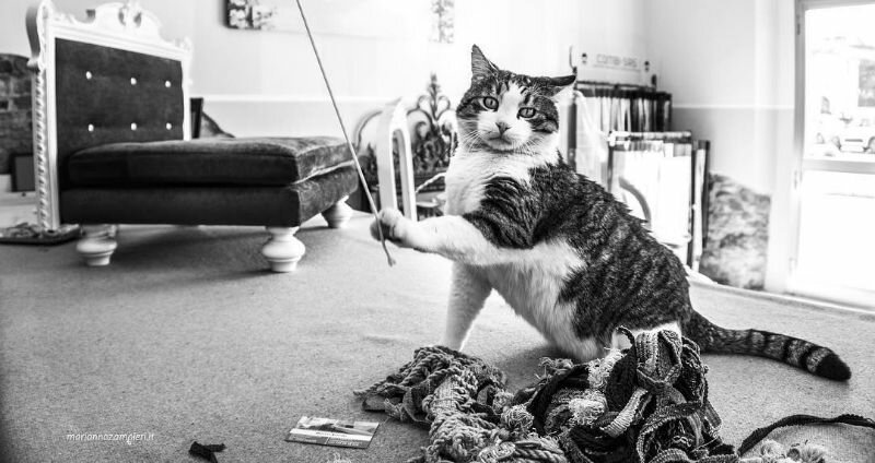 Великолепные фотографии кошек, сделанные Марианной Зампиери (45 фото)