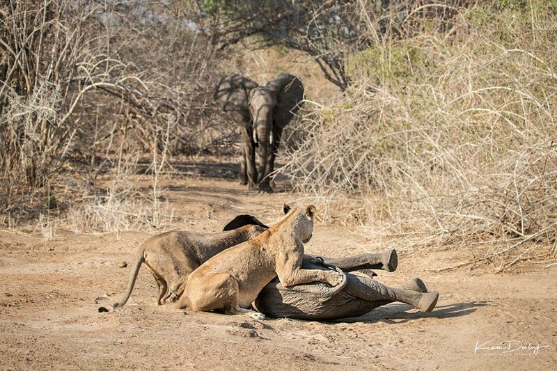 Храбрая слониха защитила своего детеныша от голодных львиц (11 фото)