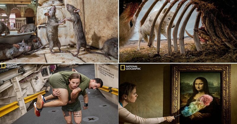 Лучшие фотографии 2019 года по версии National Geographic (13 фото)
