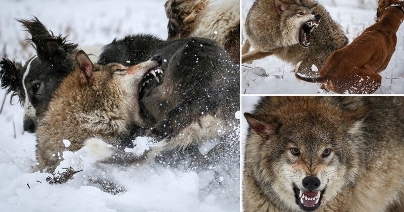 Впечатляющие фотографии ожесточенной схватки волка с охотничьими собаками в Казахстане (5 фото)