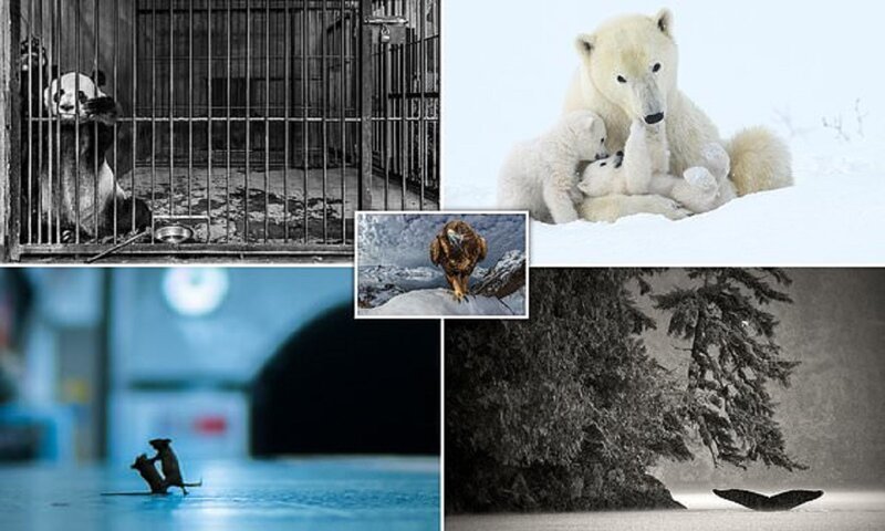 Публика выбрала лучших фотографов дикой природы (26 фото)
