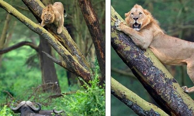 Льву прошлось отсиживаться на дереве от стада буйволов (7 фото)