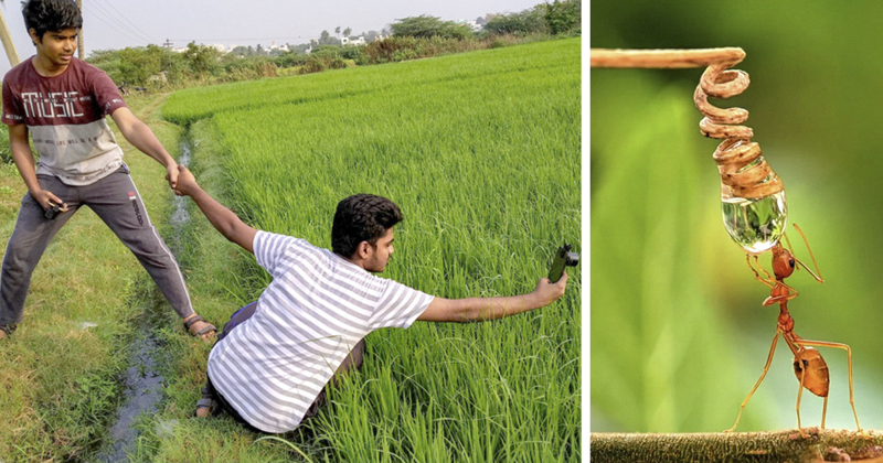 Индийский фотограф делает впечатляющие макроснимки насекомых с помощью смартфона (33 фото)