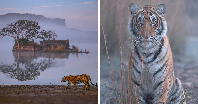 Фотограф показал зрителям душу тигра (11 фото)