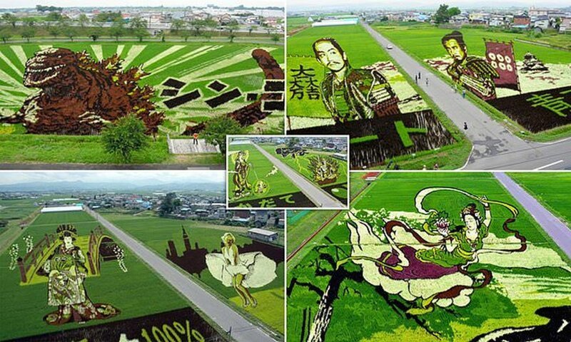 Потрясающие рисовые поля Инакадате (8 фото)