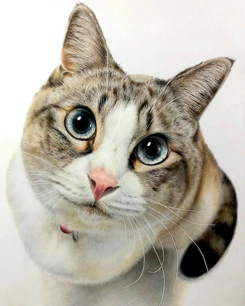 23 рисунка кошек в жанре гиперреализма (23 фото)
