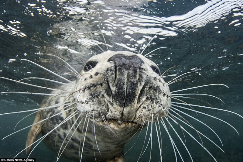 Не украду, так сфотографируюсь: тюлень сделал селфи, пытаясь отнять камеру у дайвера (9 фото)