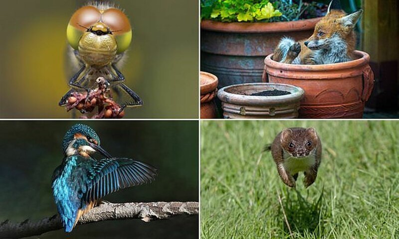 Победители конкурса фотографий дикой природы Essex Wildlife (13 фото)